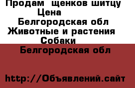 Продам  щенков шитцу  › Цена ­ 10 000 - Белгородская обл. Животные и растения » Собаки   . Белгородская обл.